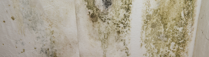 /uploads/files/mold_on_wall_1_banner_image_253.jpg