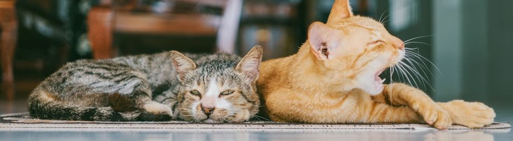 /uploads/files/pexels_fox_1386422_1_1_1_banner_image_337.jpg